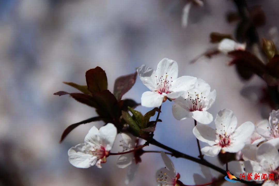 临沂新桥小学：春韵沁新小