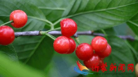 @临沂人，这个离市区不足百里，令人回味的樱桃园开摘啦！